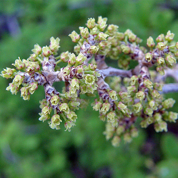 FRAGRANT SUMAC (Rhus aromatica)