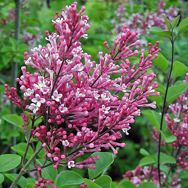 LILAC (Syringa)  "Tinkerbelle"