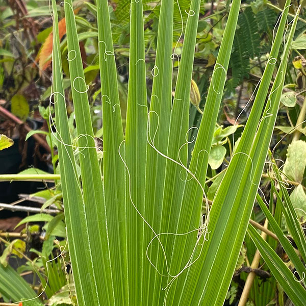 Washingtonia filifera (CALIFORNIA FAN PALM)