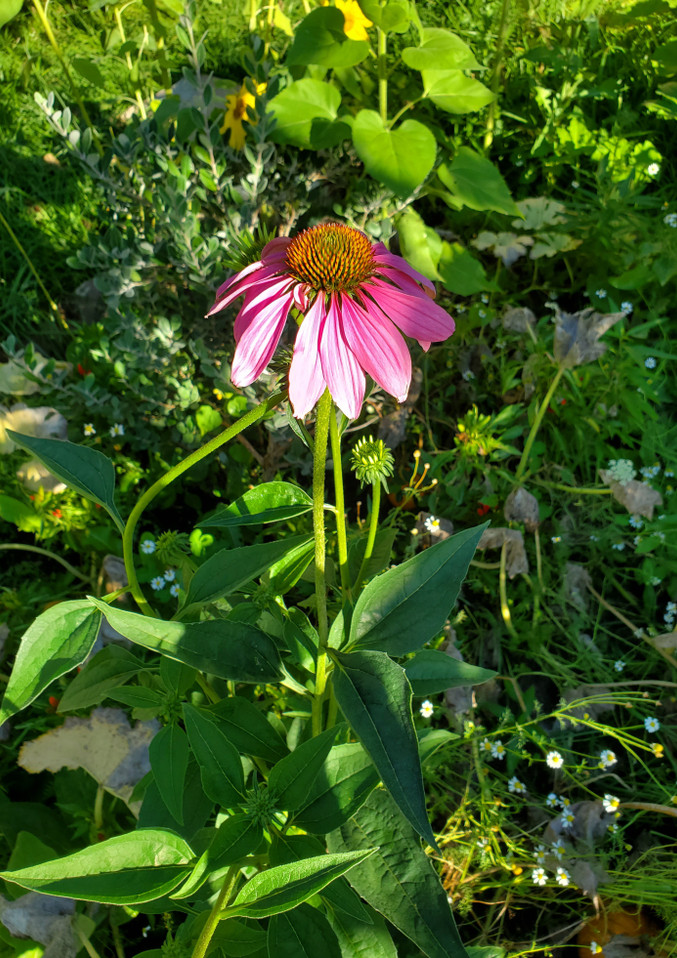 Echinacea purpurea (PURPLE CONEFLOWER)