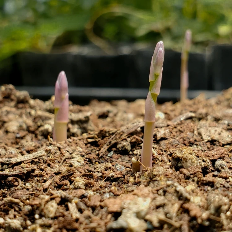 Garden Asparagus (Asparagus officinalis)