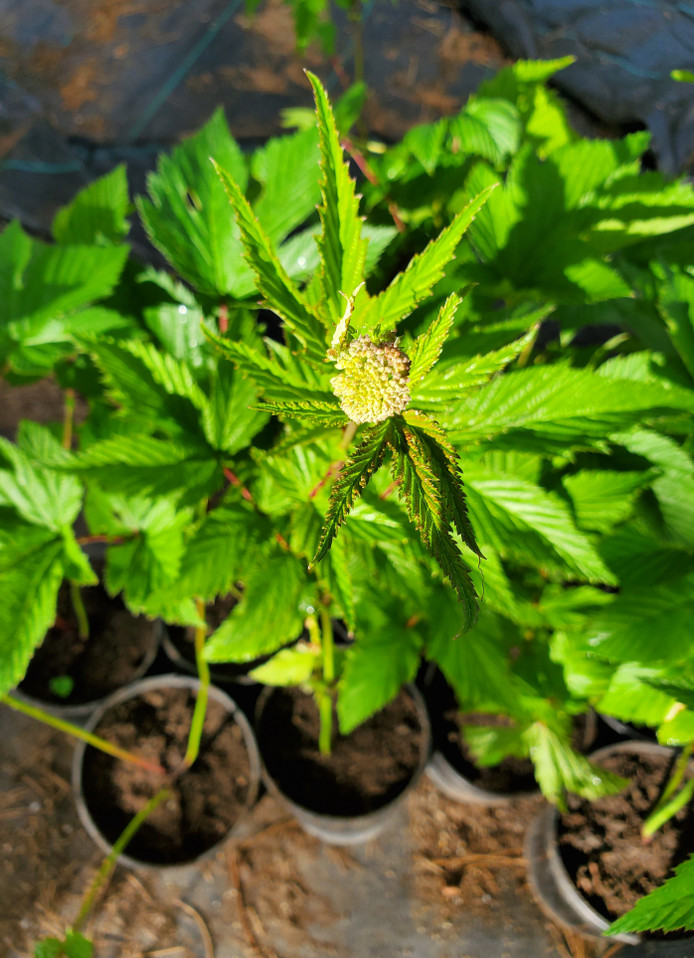 Meadowsweet (Spirea ulmaria)