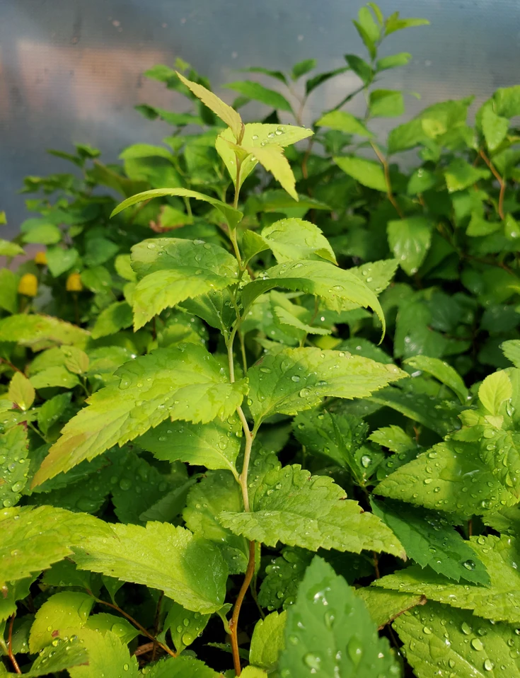 Japanese Meadowsweet (Spiraea japonica)