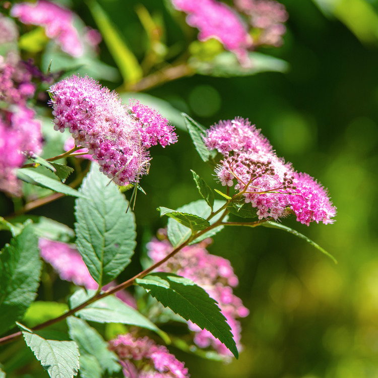 Japanese Meadowsweet (Spiraea japonica)