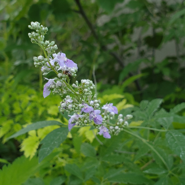 Nirgundi (Vitex negundo)