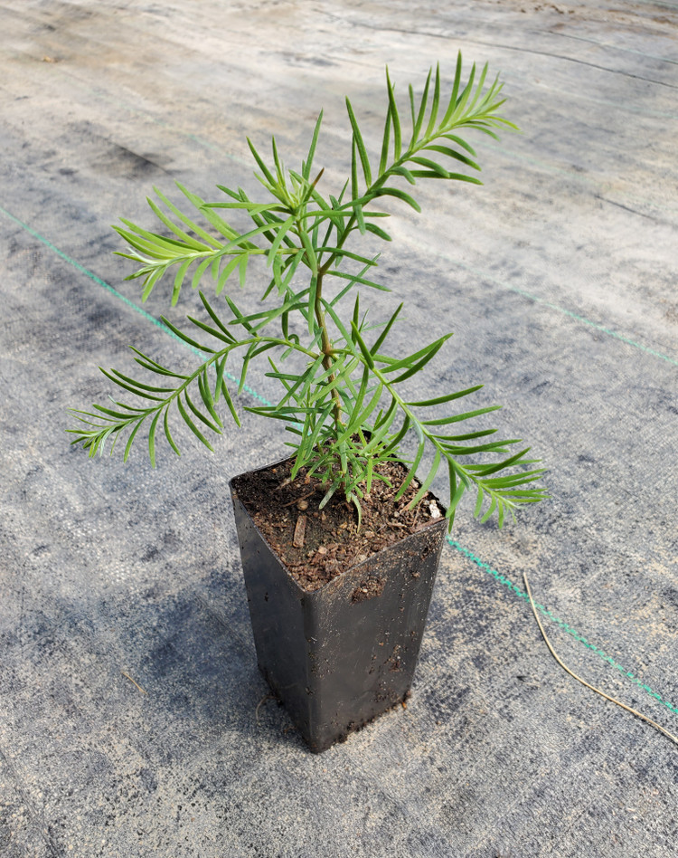 Sequoia sempervirens (CALIFORNIA REDWOOD)