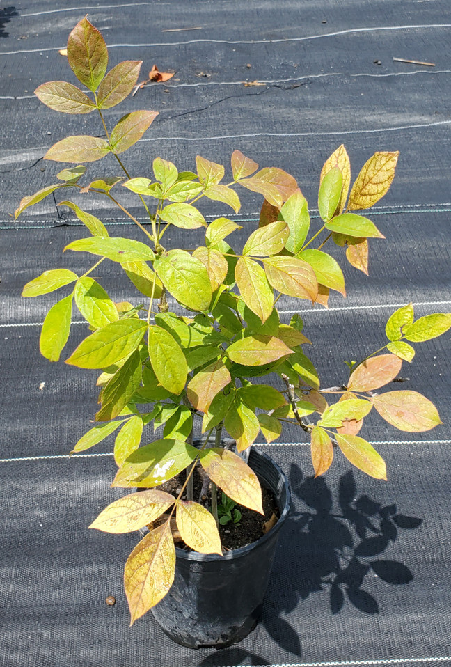 European Bladdernut (Staphylea pinnata)