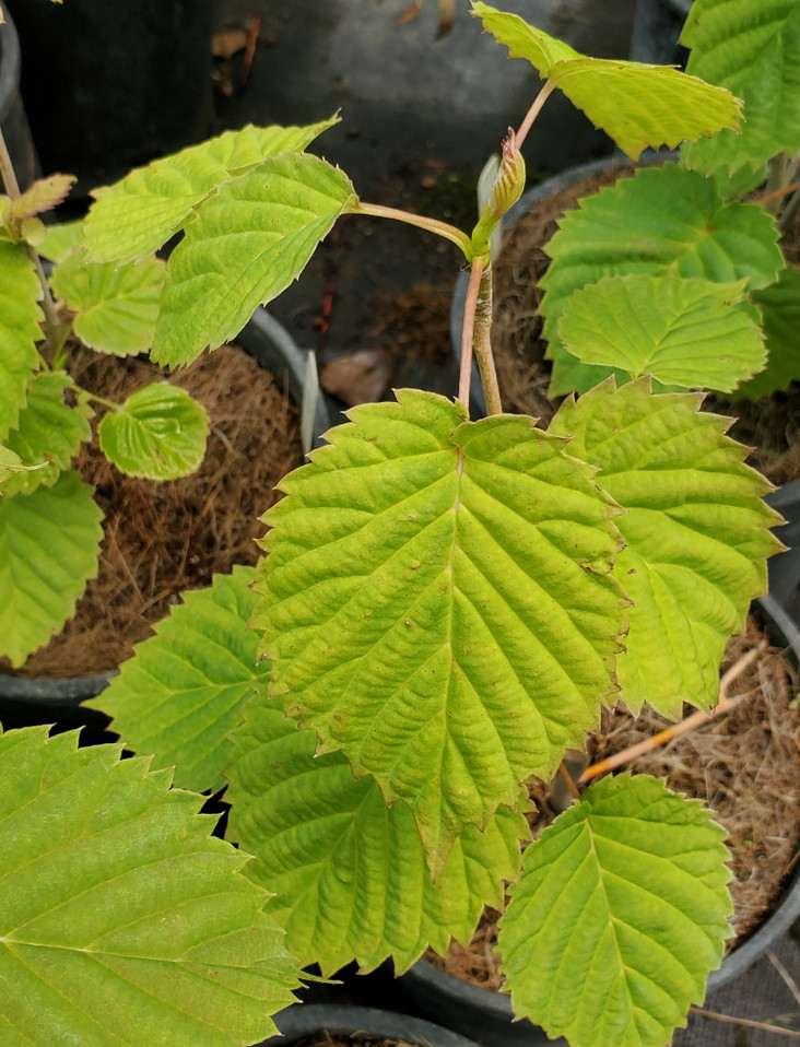 Davidia involucrata (DOVE TREE)
