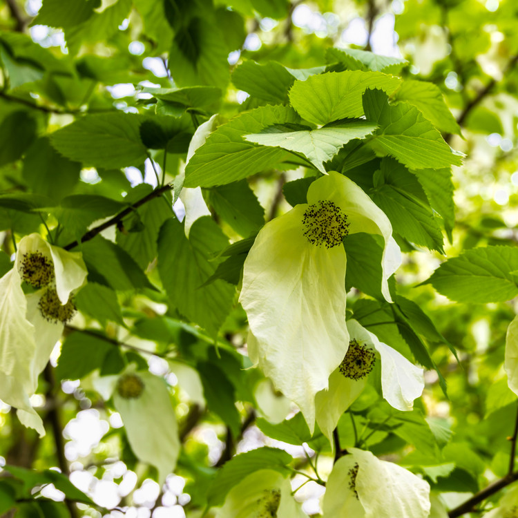 Davidia involucrata (DOVE TREE)