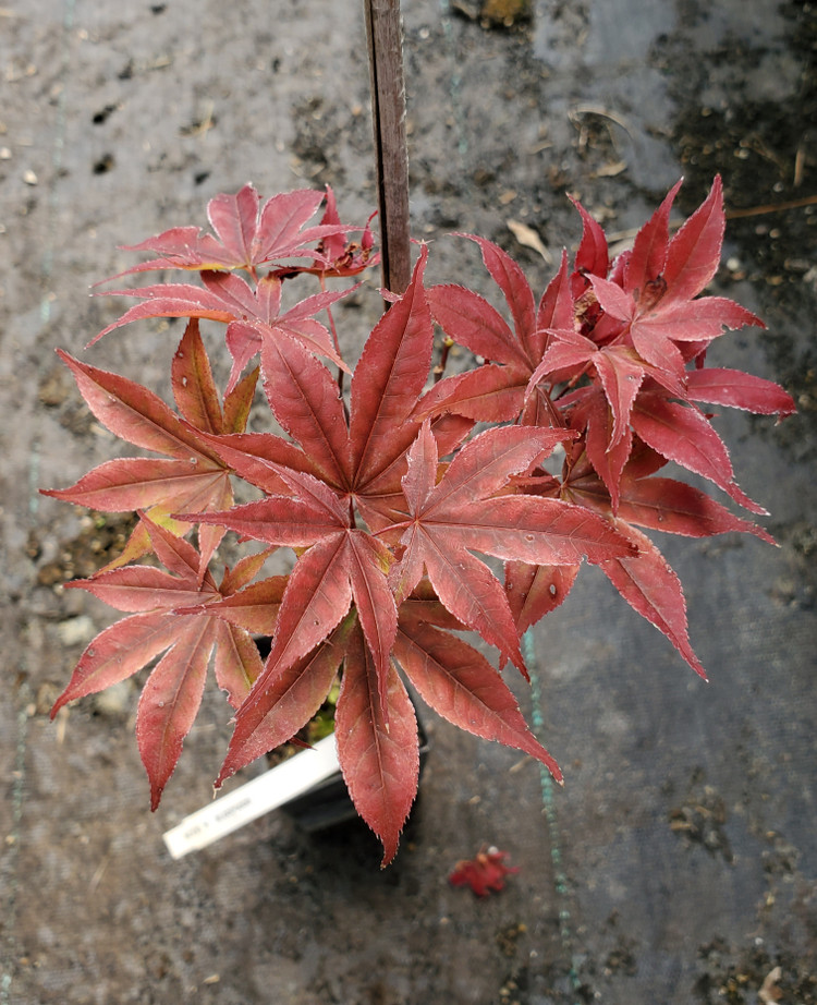 JAPANESE MAPLE (Acer palmatum) "Bloodgood"