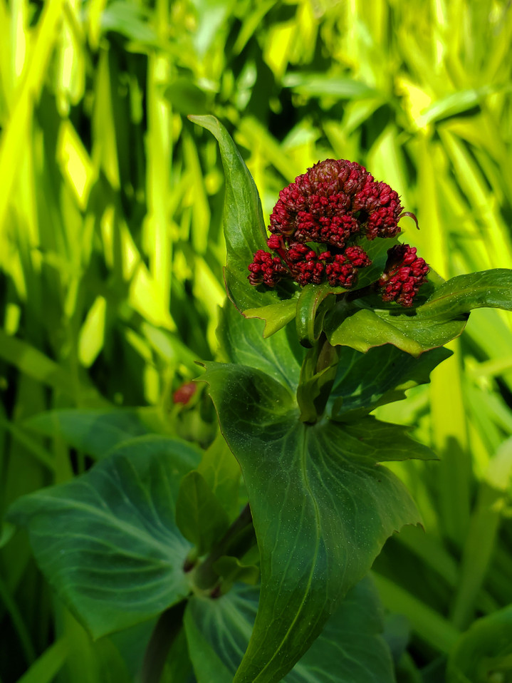RED VALERIAN (Centranthus ruber)