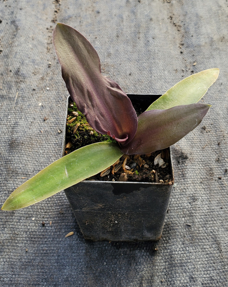 Eucomis 'Oakhurst' (BURGUNDY-LEAVED PINEAPPLE LILY)