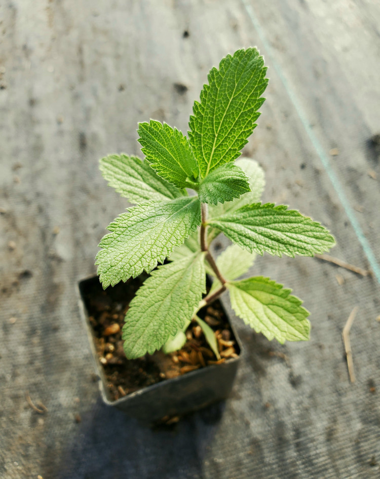 Verbena stricta (WOOLLY VERBAIN)