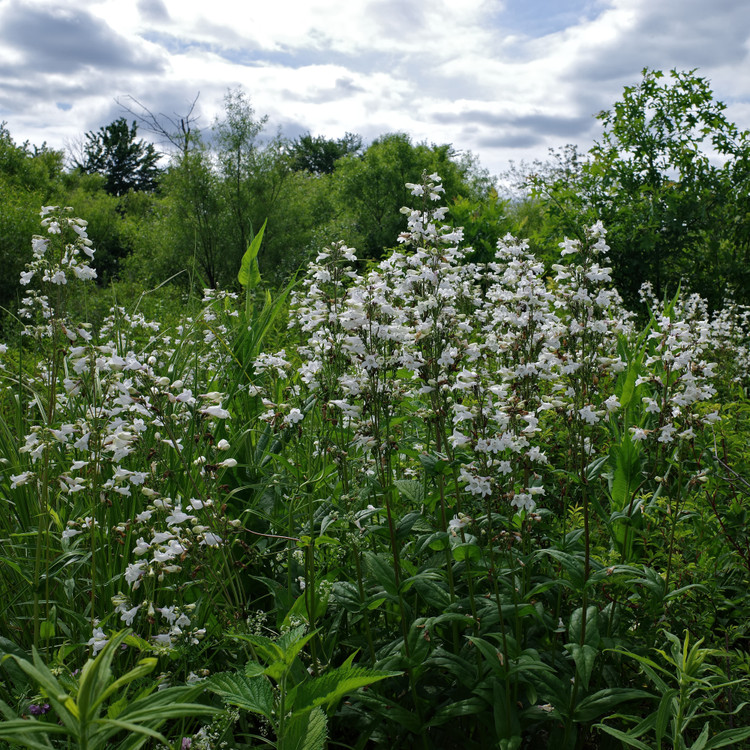 Penstemon Digitalis 'Foxglove beardtongue' (WHITE PENSTEMON)