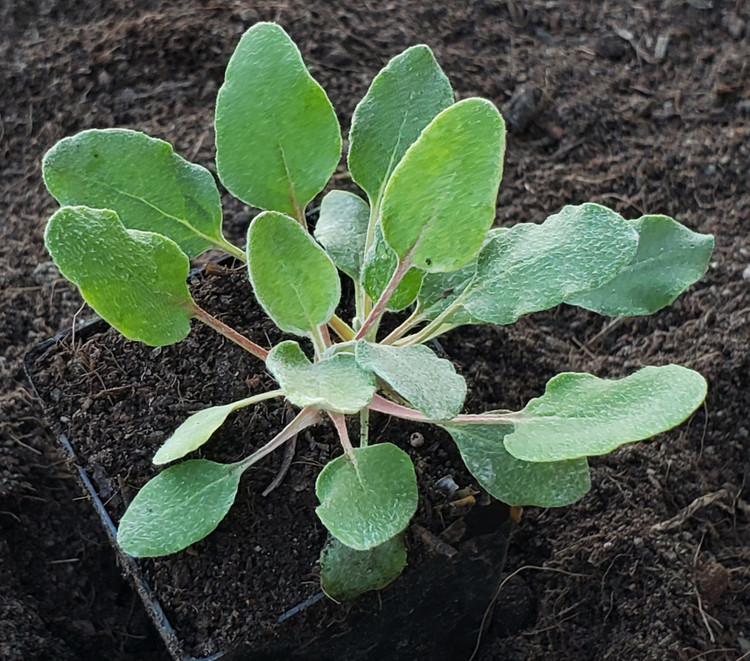 ARROWLEAF BUCKWHEAT (Eriogonum Compositum)