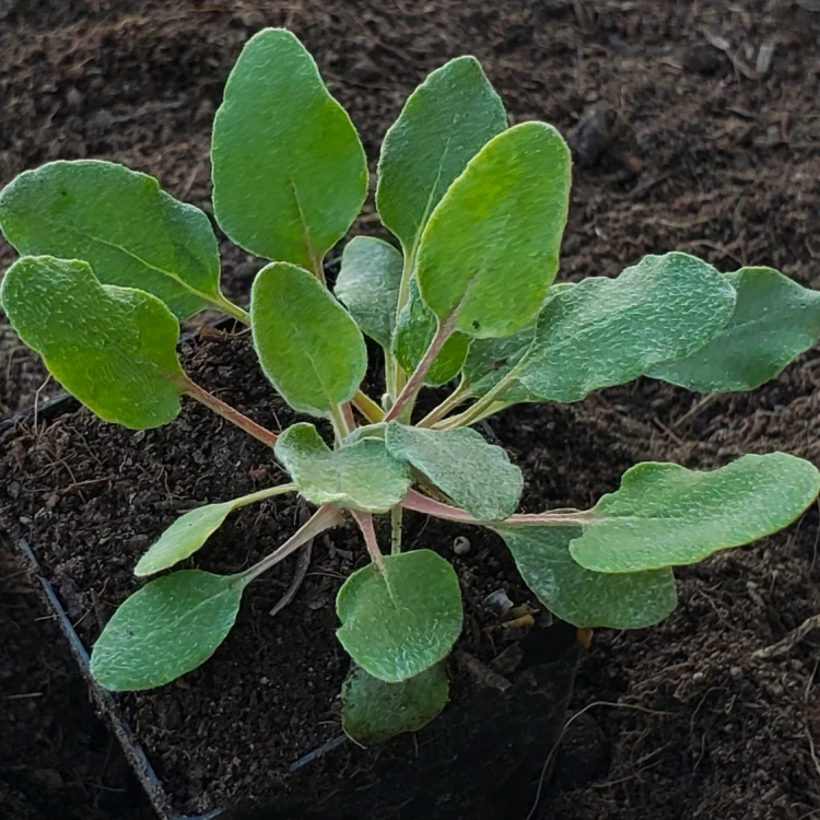 Eriogonum Compositum (ARROWLEAF BUCKWHEAT)