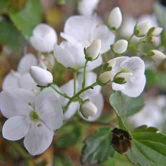 Chaenomeles speciosa 'Contorta' (CONTOURED WHITE FLOWERING QUINCE)