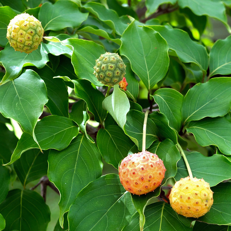 Cornus Paucinervis (LATE-SUMMER DOGWOOD)