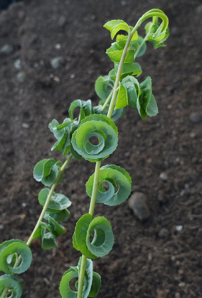 Salix babylonica 'Crispa' (RAMSHORN WILLOW)