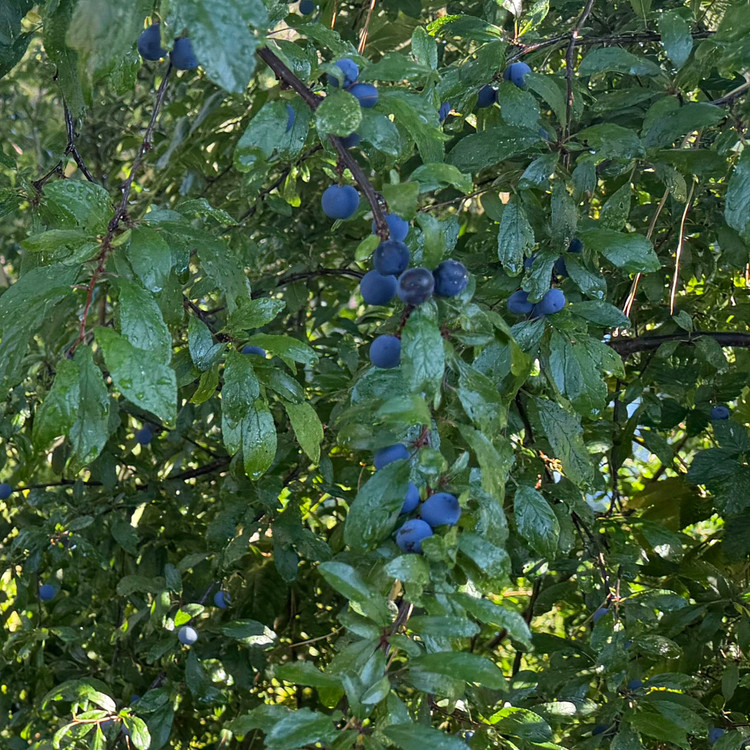 Prunus Spinosa (SLOE/BLACKTHORN)