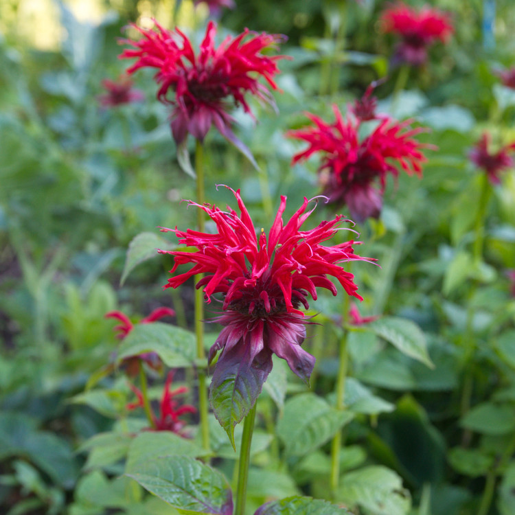 Monarda didyma 'Red Bee Balm'