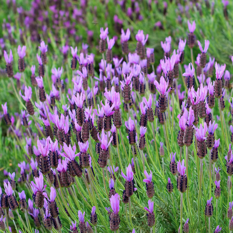 Lavandula stoechas 'French Lavender'