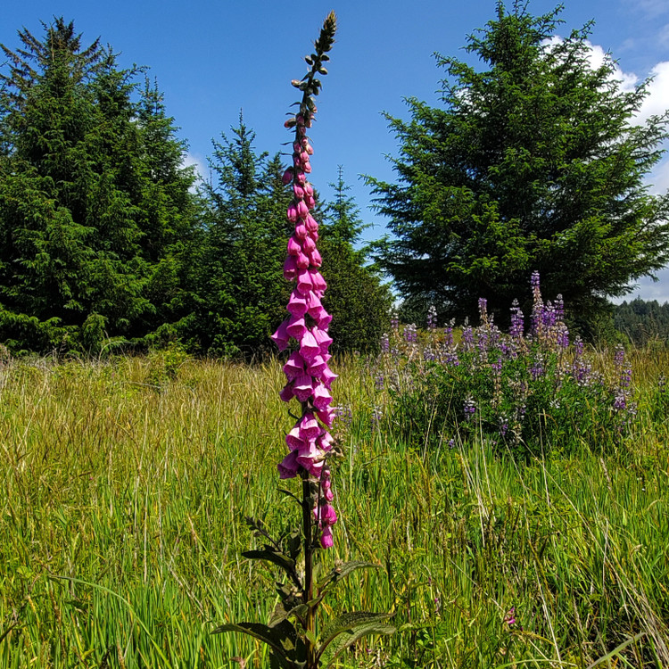 Digitalis purpurea (COMMON/PURPLE FOXGLOVE)
