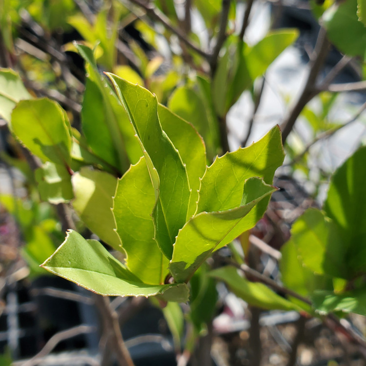 Prunus Caroliniana (CAROLINA CHERRY LAUREL)