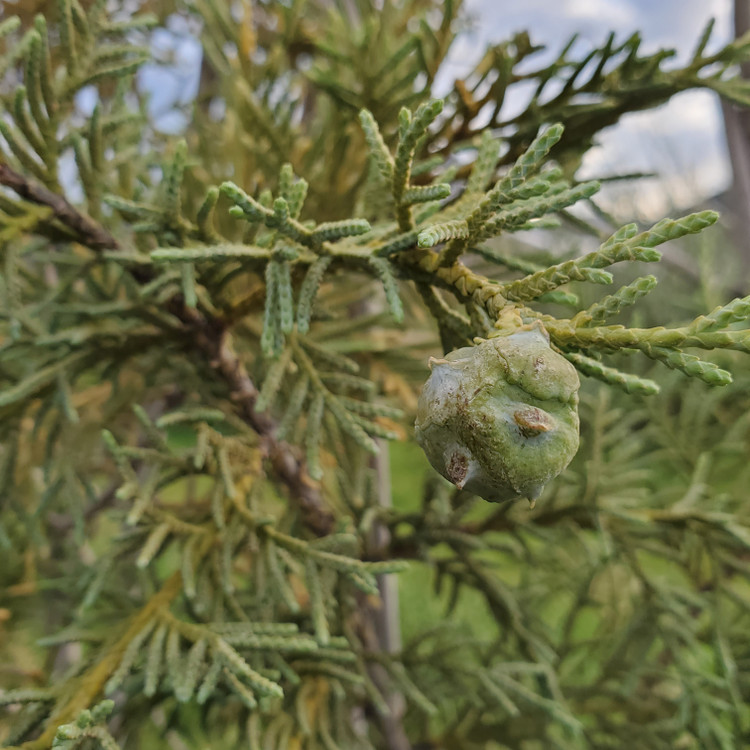 Cupressus × leylandii 'Silver Dust' (LEYLAND CYPRESS)