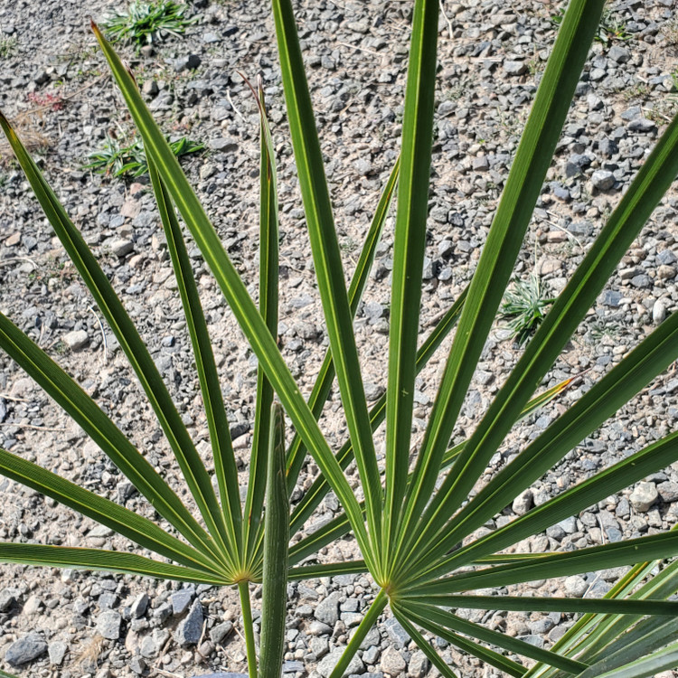 Trachycarpus nanus (YUNNAN DWARF PALM)