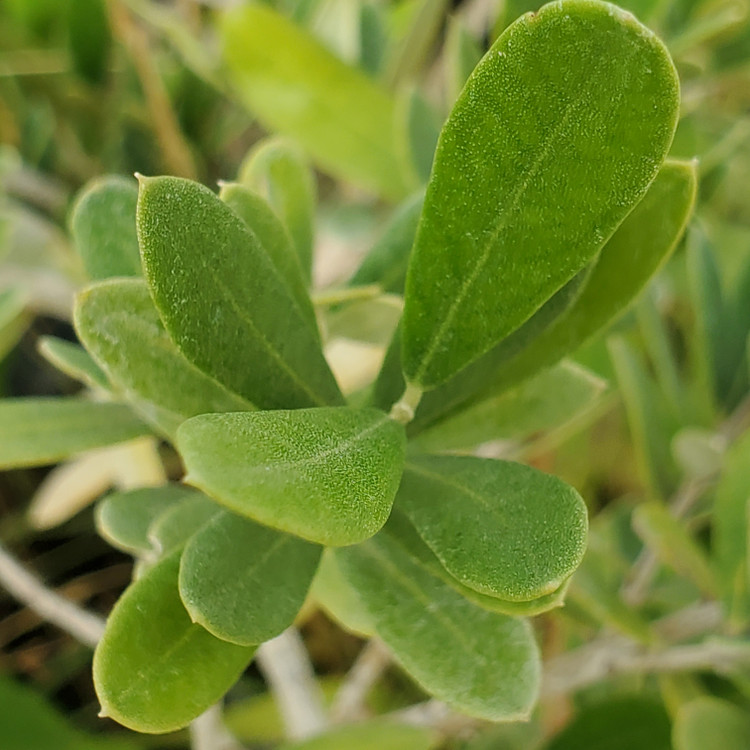 Olea europaea (SUPERDWARF)
