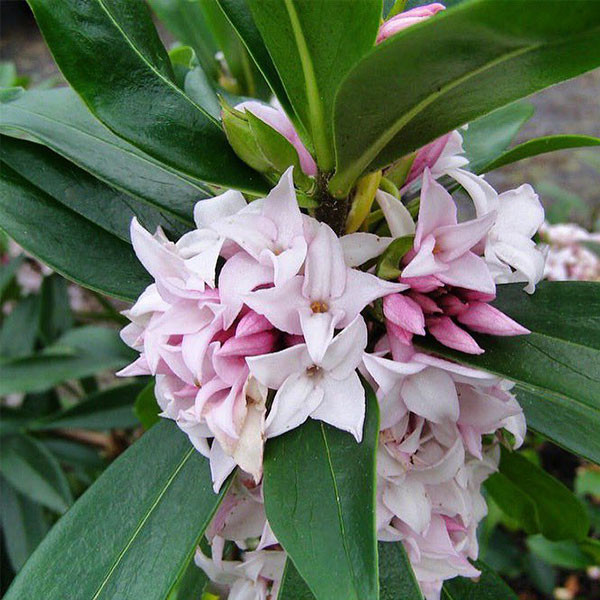 EARLY-FLOWERING DAPHNE (Daphne × burkwoodii) "Perfume Princess"