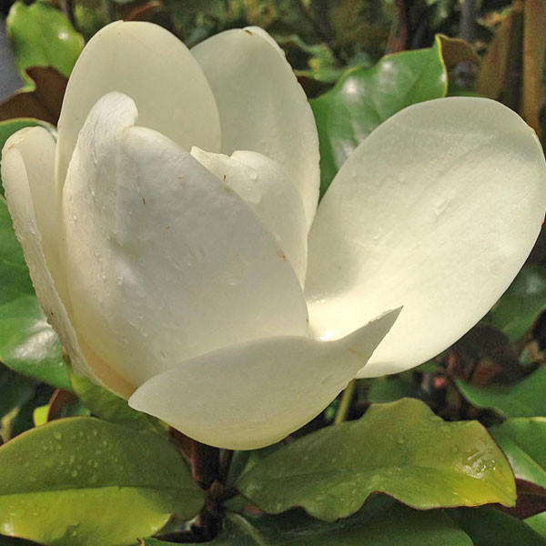 EVERGREEN MAGNOLIA (Magnolia grandiflora) "D. D. Blanchard"