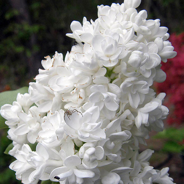 WHITE FLOWERED FRENCH LILAC Syringa vulgaris (Madame Lemoine)