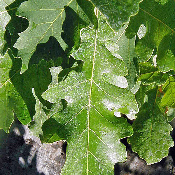 BURGUNDY/MOSSY CUP OAK Quercus macrocarpa
