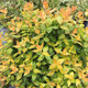 GOLDEN ABELIA Abelia grandiflora (Funshine)