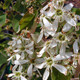 SHADBUSH SERVICEBERRY Amelanchier canadensis