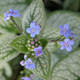 SIBERIAN BUGLOSS Brunnera macrophylla (Sea Heart)