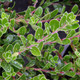 Arctostaphylos uva-ursi  (KINNIKINNICK)