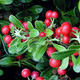 Arctostaphylos uva-ursi  (KINNIKINNICK)