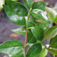 PINK ABELIA Abelia grandiflora (Edward Goucher)