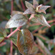 PINK ABELIA Abelia grandiflora (Edward Goucher)