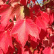 RED SUNSET RED MAPLE Acer rubrum (Red Sunset)