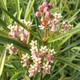 NARROW-LEAVED MILKWEED  Asclepias fascicularis