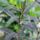 PURPLE-LEAVED BEAUTYBERRY Callicarpa  (Pearl Glam)