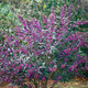 PURPLE-LEAVED BEAUTYBERRY Callicarpa  (Pearl Glam)