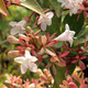 GOLDEN ABELIA (Abelia grandiflora) "Frances Mason"