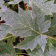 FREEMAN MAPLE Acer freemanii (Celebration)