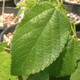 COMMON HACKBERRY Celtis occidentalis 