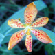Belamcanda chinensis  (BLACKBERRY LILY)